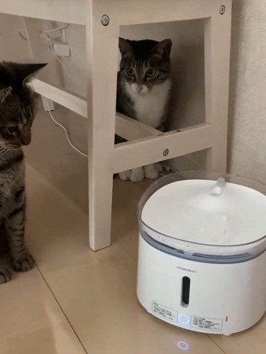 キジトラ猫を見つめる猫