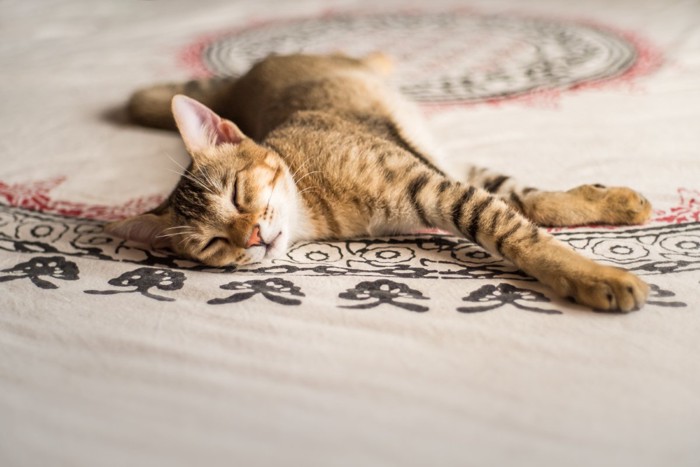 カーペットで眠る猫