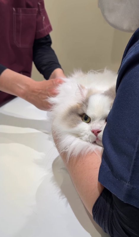 お尻に注射されている片目が隠れた猫(目線向かって左上)