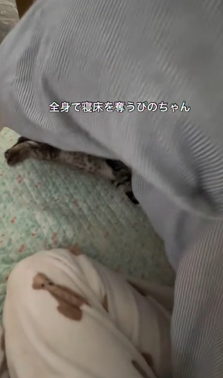 猫の手足