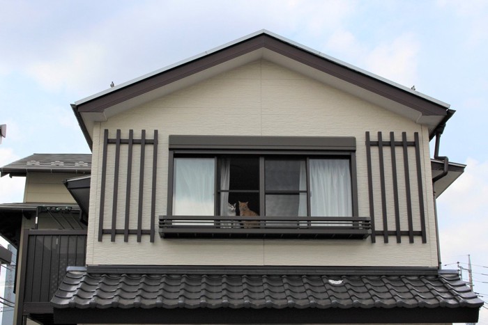 お留守番中の猫の様子