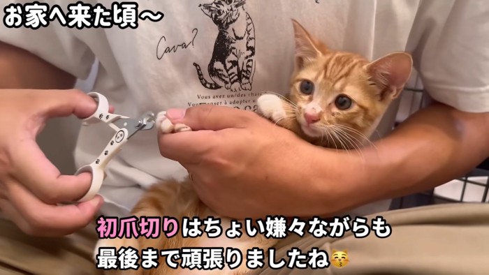 テロップ「初爪切りは~」