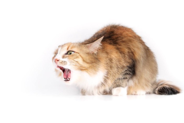 吐く直前の猫