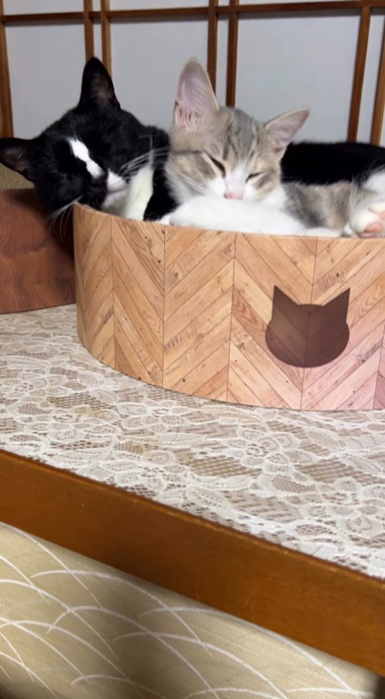 猫用ベッドの上で眠る三毛猫と白黒猫