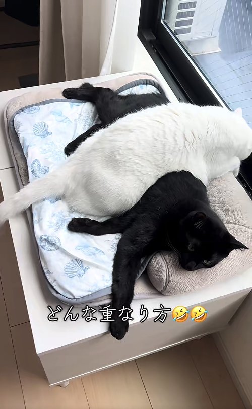 黒猫の上に乗っている白猫「どんな重なり方」