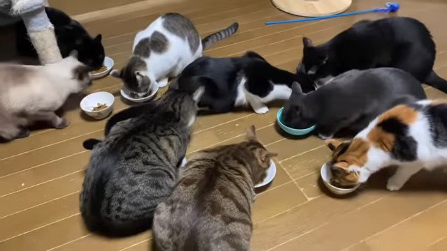 食事をする猫たち