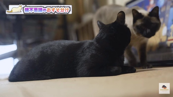 黒猫後ろを通るシャム猫