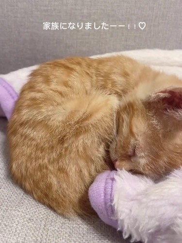 丸くなって寝る子猫