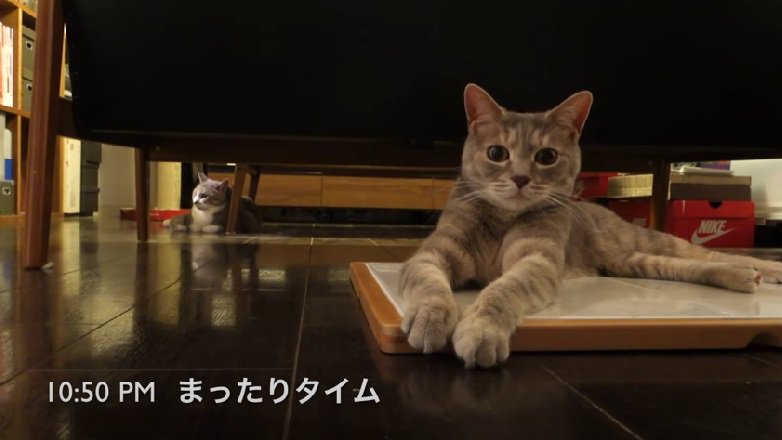 まったりする2匹の猫