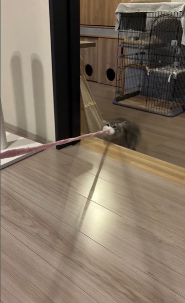 猫じゃらしを持っている猫