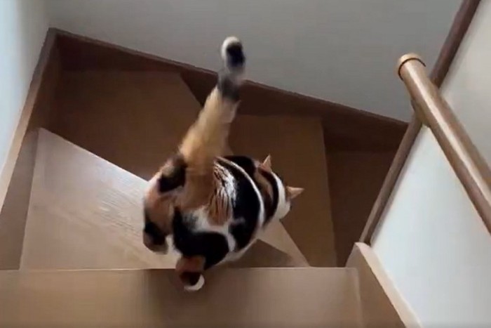 階段を降りる三毛猫のうしろ姿