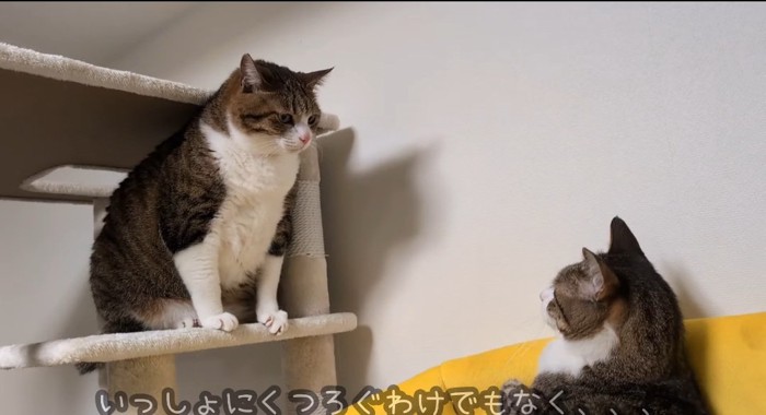 見つめる猫