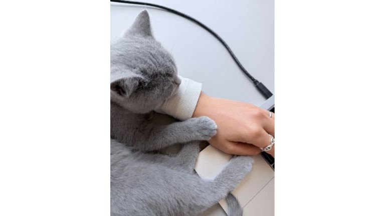 添い寝している猫