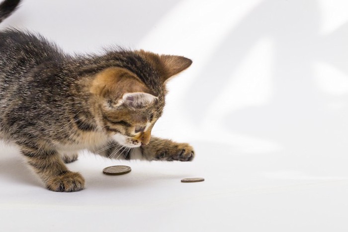 コインで遊ぶ子猫