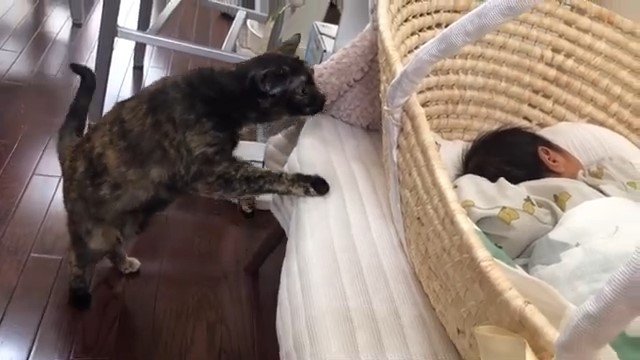 立ち上がってクーファンに顔を近づける猫