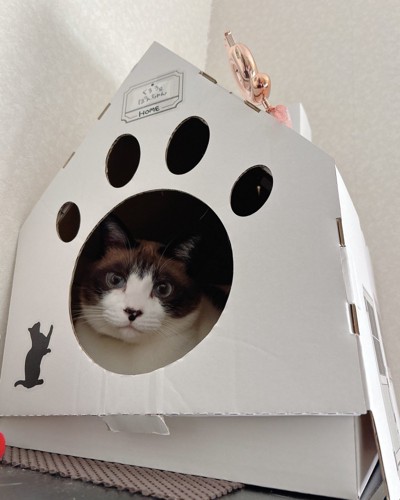 猫ハウスのぽんちゃん