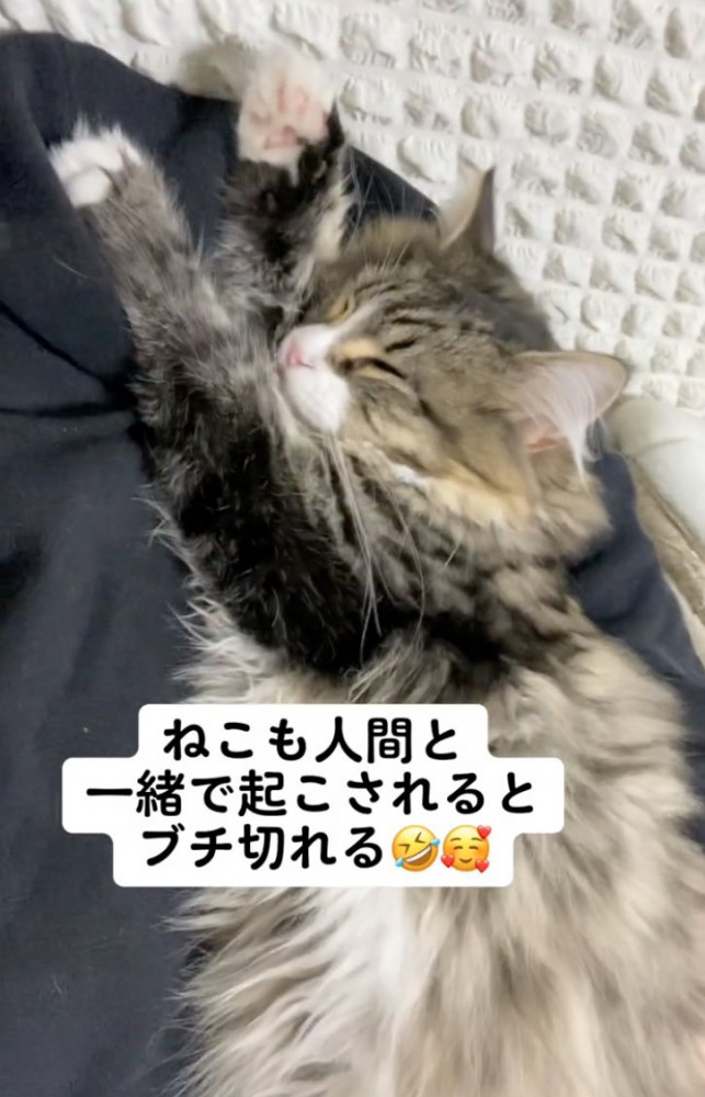 爆睡する猫