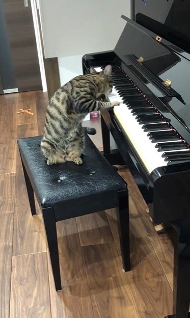 ピアノの椅子に座っている猫