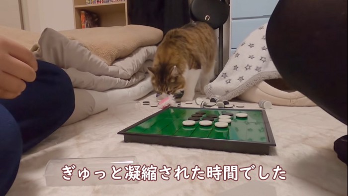 オセロのコマを嗅ぐ猫