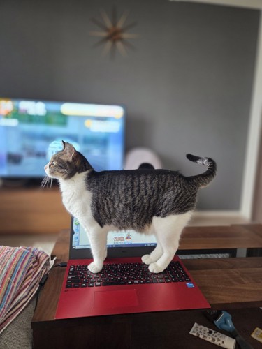 パソコンの上に乗るつくねちゃん