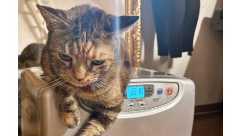 ストーブの上にいる猫