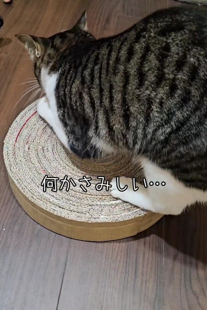 爪とぎする猫