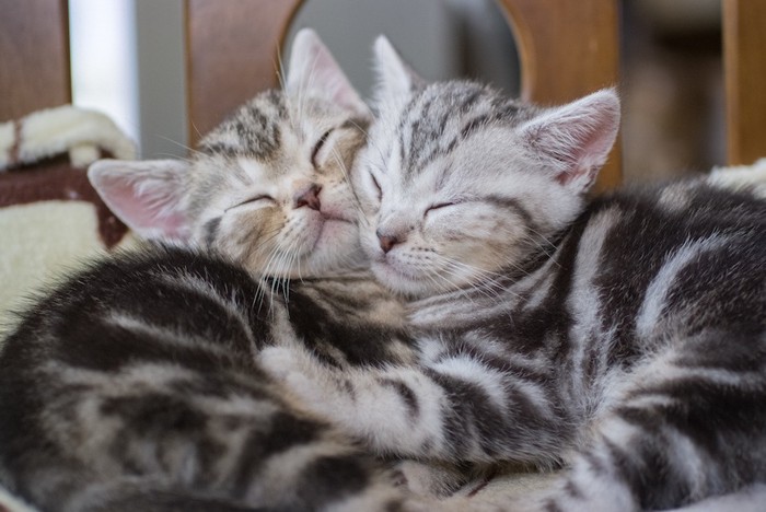 仲良く眠るアメリカンショートヘアの子猫