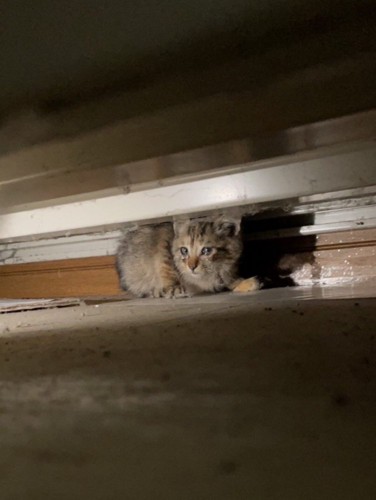 隠れている子猫