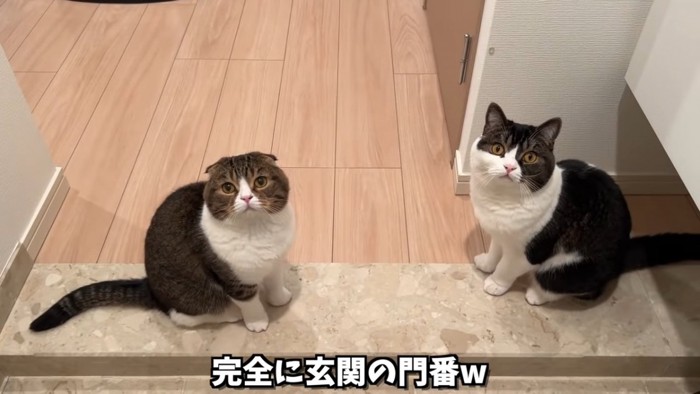 座る2匹の猫