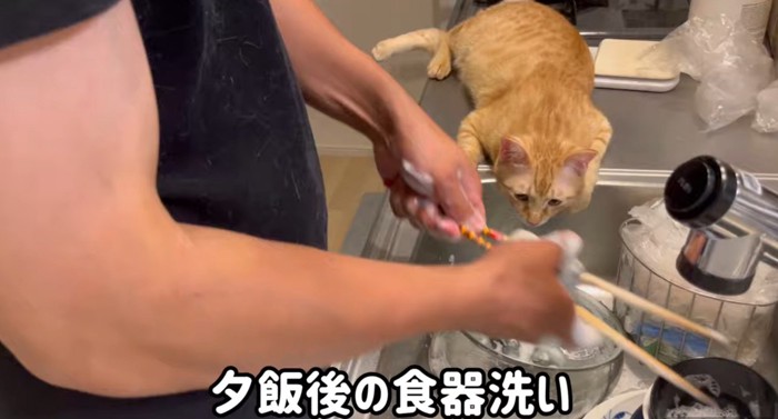 シンクに這いつくばる猫