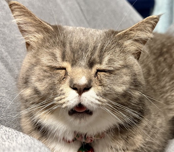寝ている猫の顔