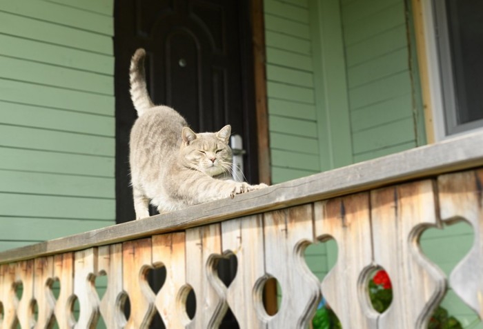 外で伸びをする猫