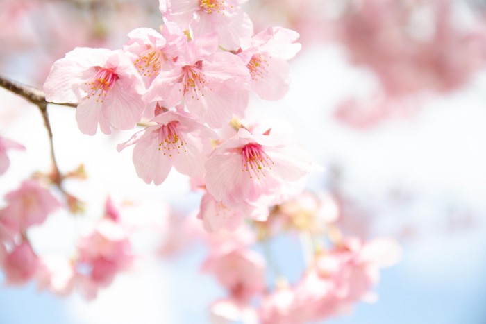 陽光桜の花