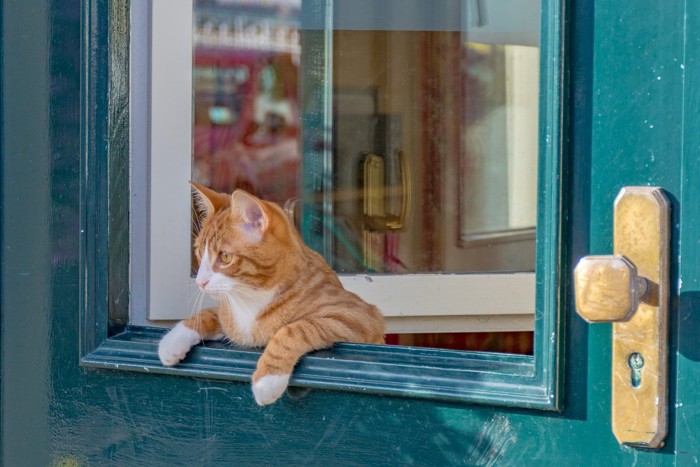 ドアから覗く猫