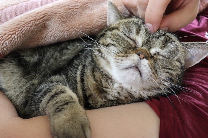 気持ち良さそうな猫