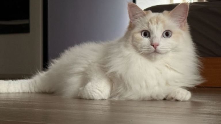 室内にいる猫