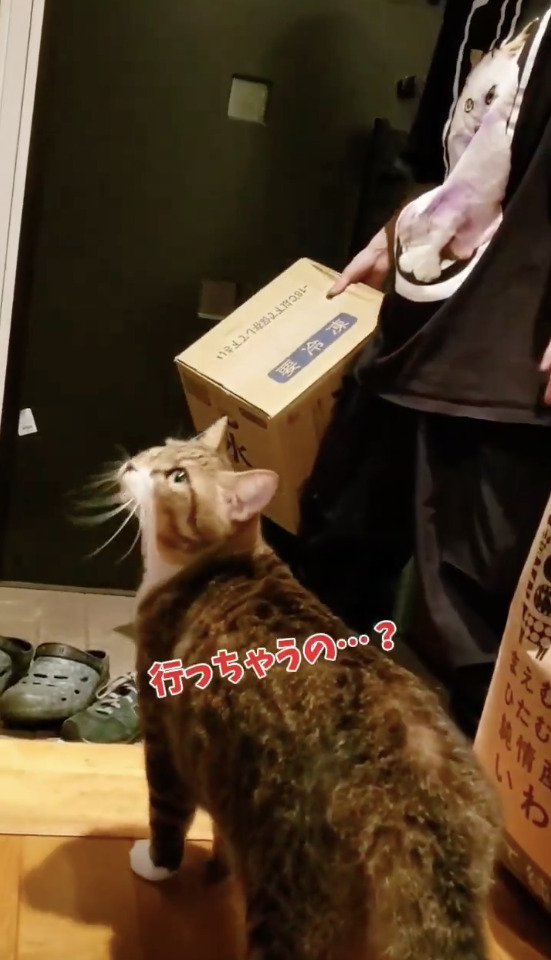 寂しそうな猫