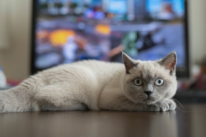 テレビの前に寝る猫