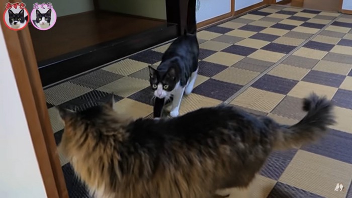 さくら「ボス吉～！！」