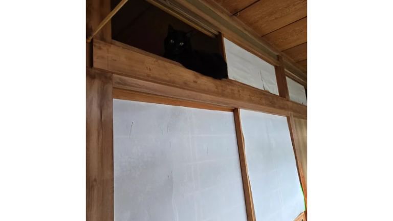 押し入れにいる猫