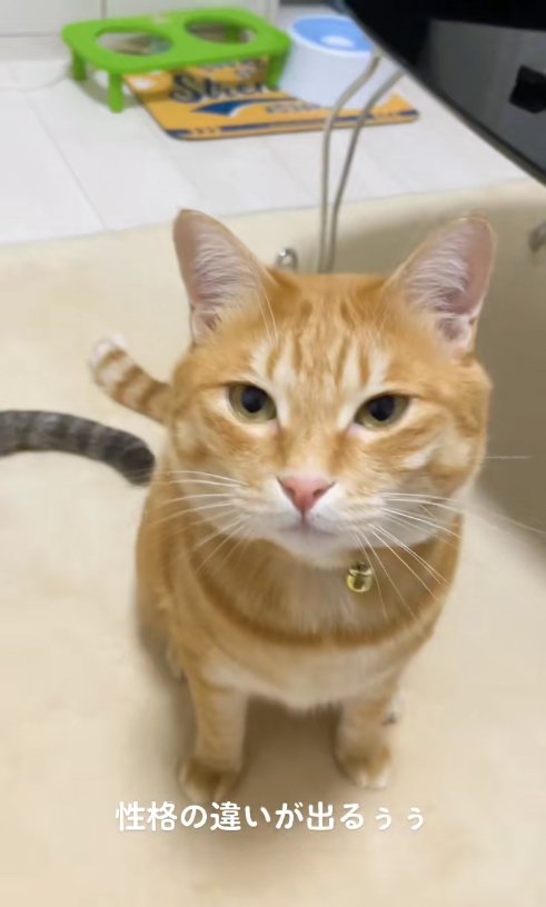 お座りをしている茶トラ