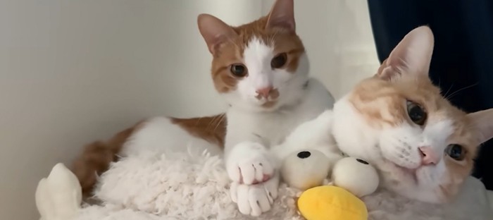 ベッドの上で寝ている二匹の猫