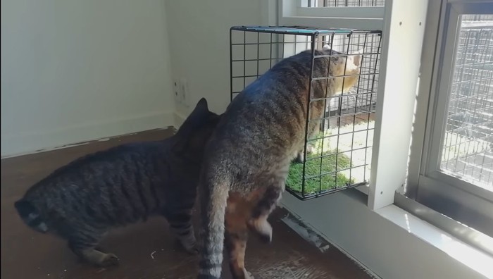CATIOの中へ