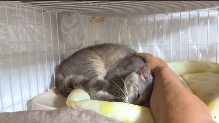 撫でられ猫ちゃん