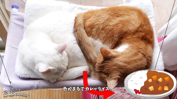 上から見た2匹の猫