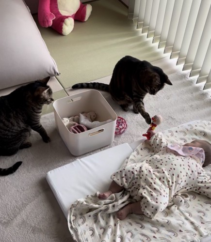 赤ちゃんが持つオモチャを肉球を開いて触る猫