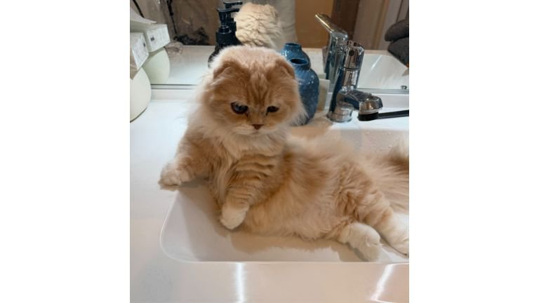 洗面台の猫