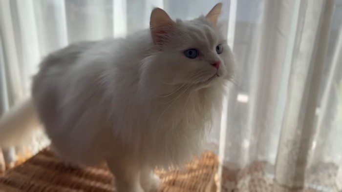 白い長毛猫さん