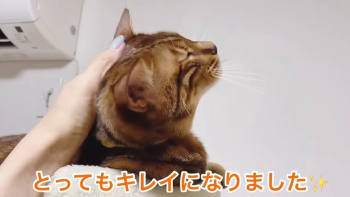 頭をなでられる猫