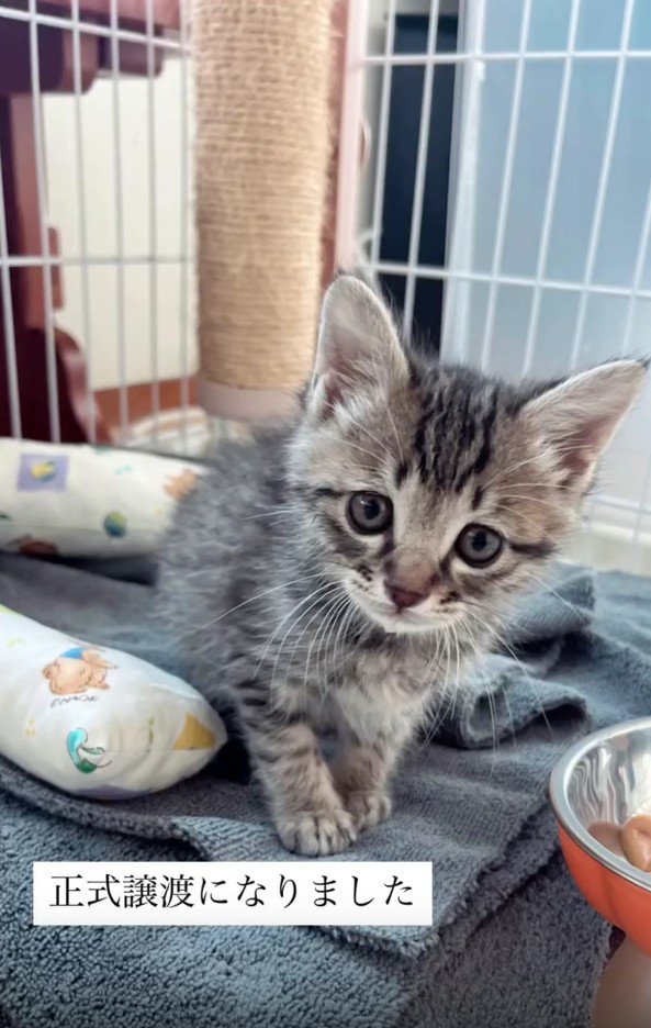 ケージの中の子猫